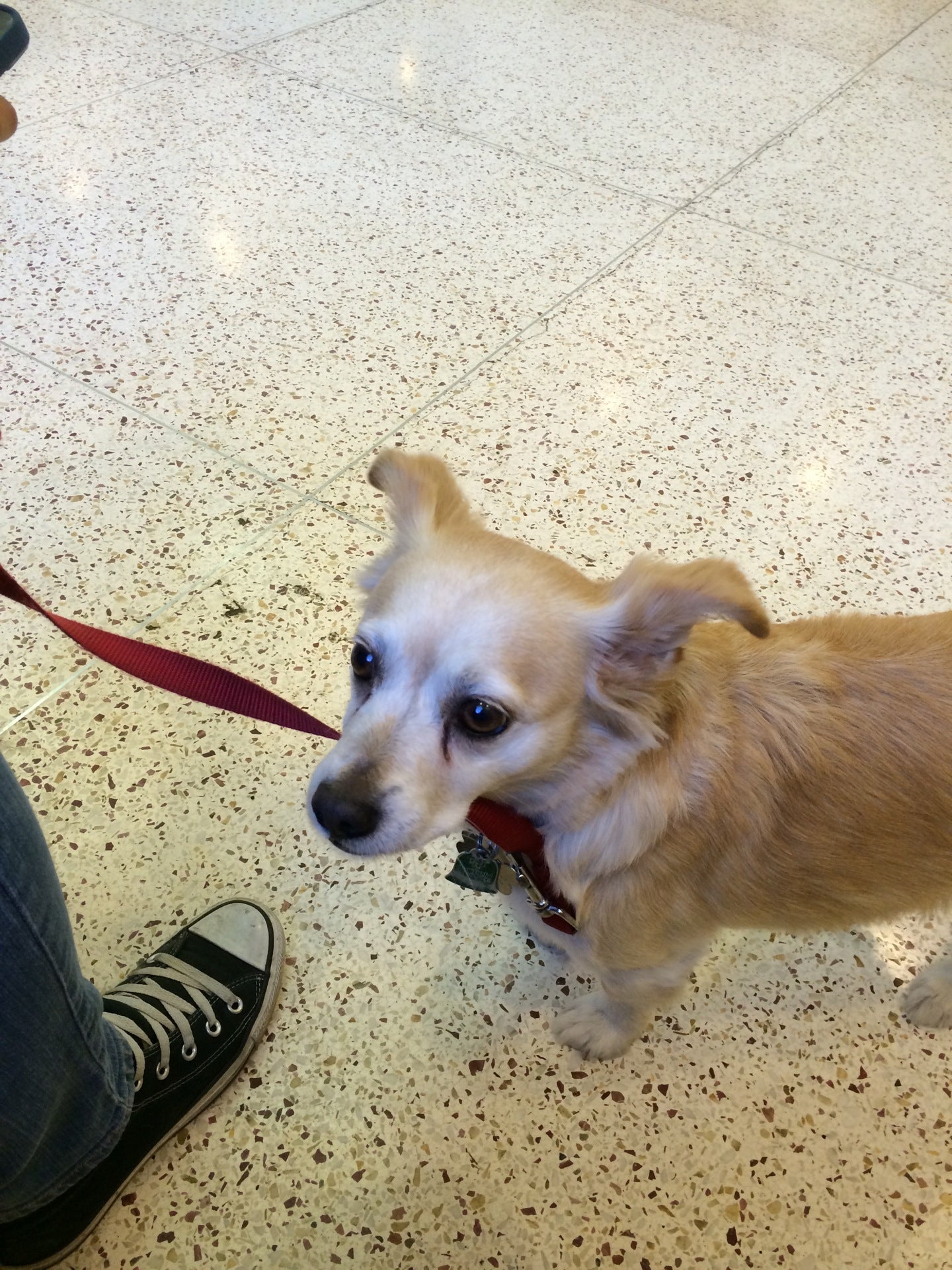 Echo Park Veterinary Hospital photo 2