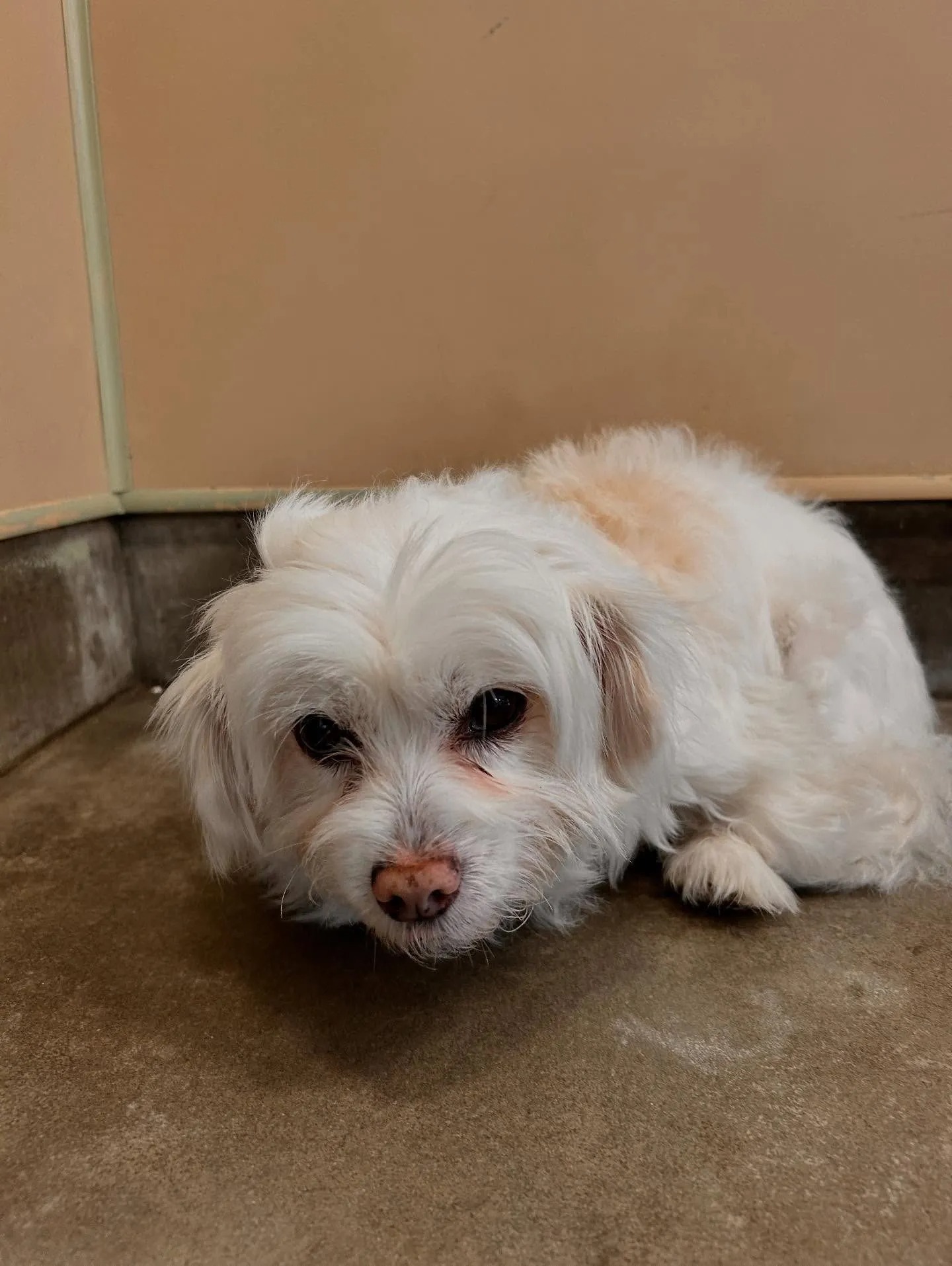 Sam's Green Paw photo 4