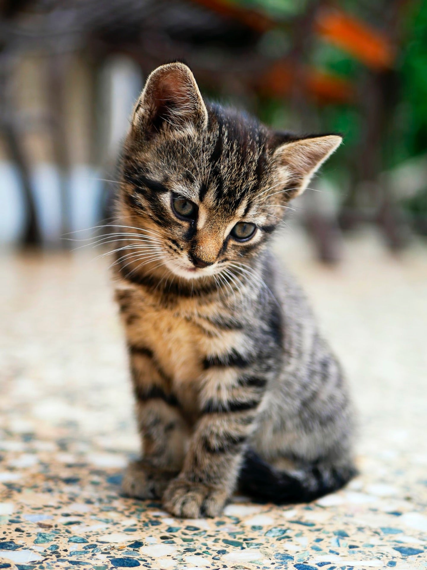 Kitten Rescue photo 2