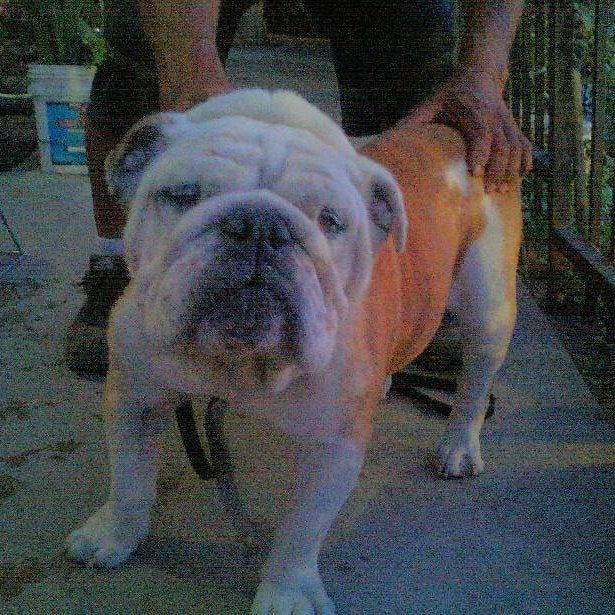 Muddy Paw Coffee Co photo 2