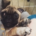 Sitter4Paws-Los Angeles photo 3