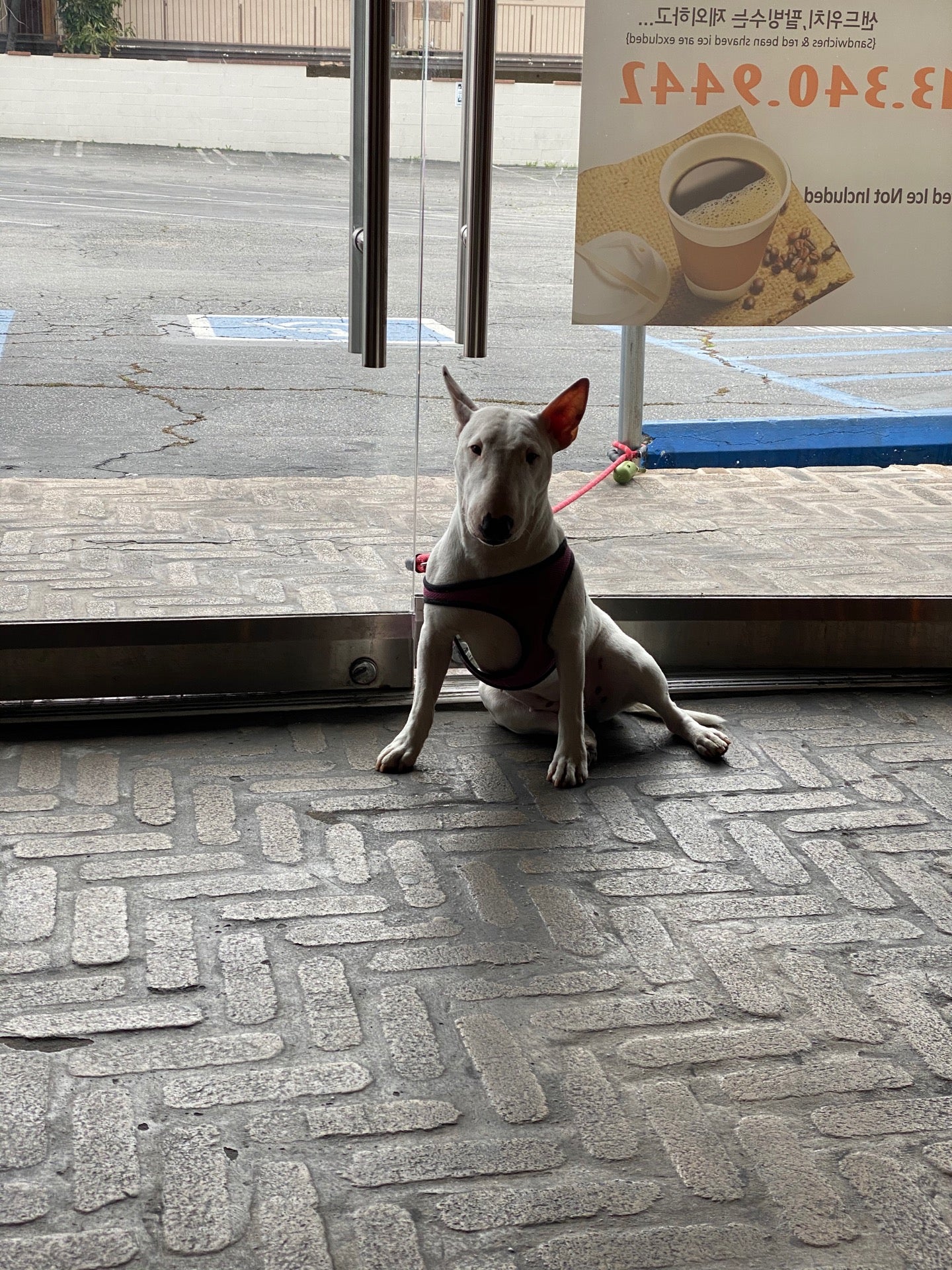 Miss Coffee photo 5