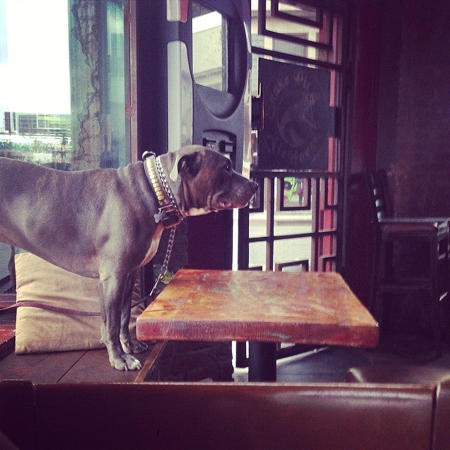 Snake Pit Alehouse Whiskey Bar & Kitchen photo 2
